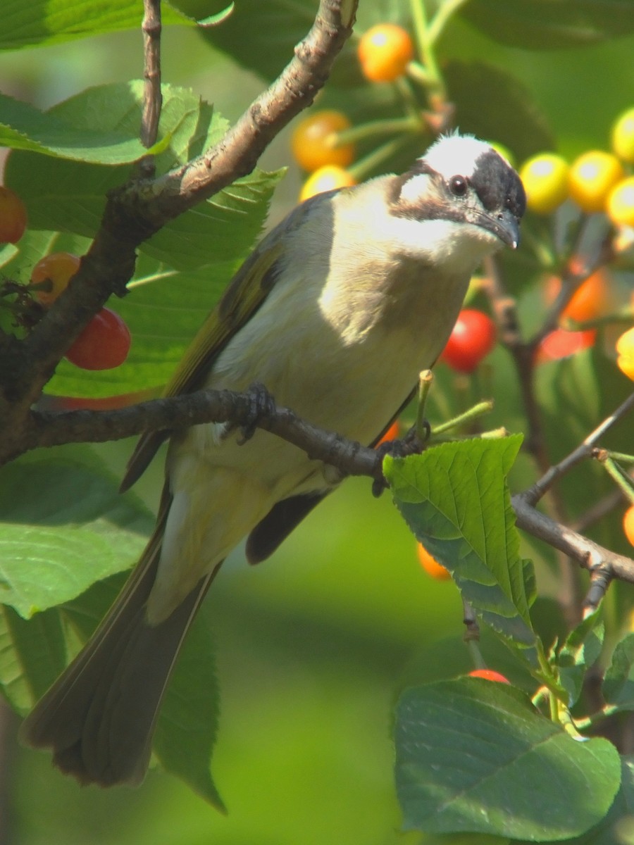 Light-vented Bulbul - ML614629046