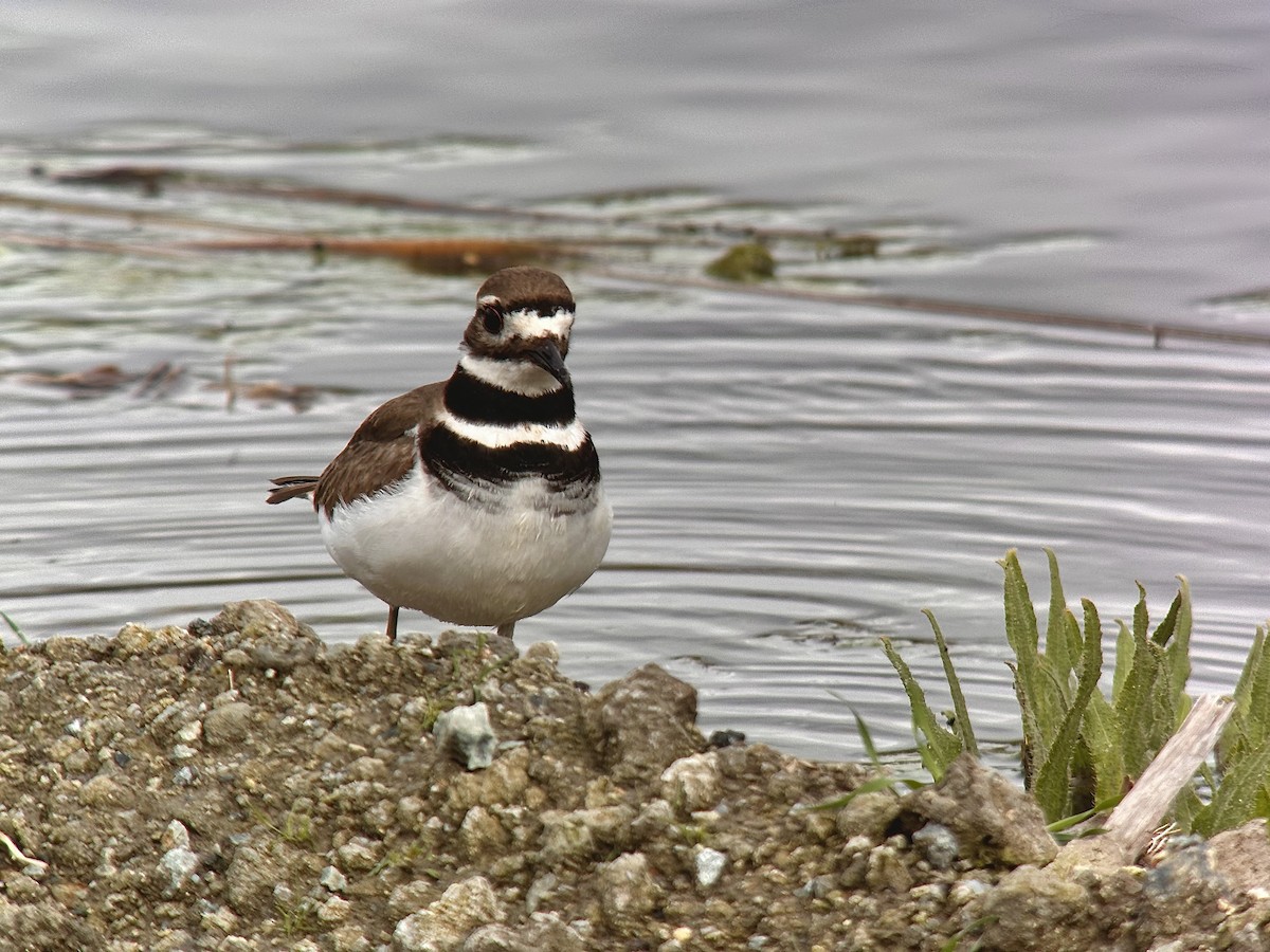 Killdeer - ML614629067