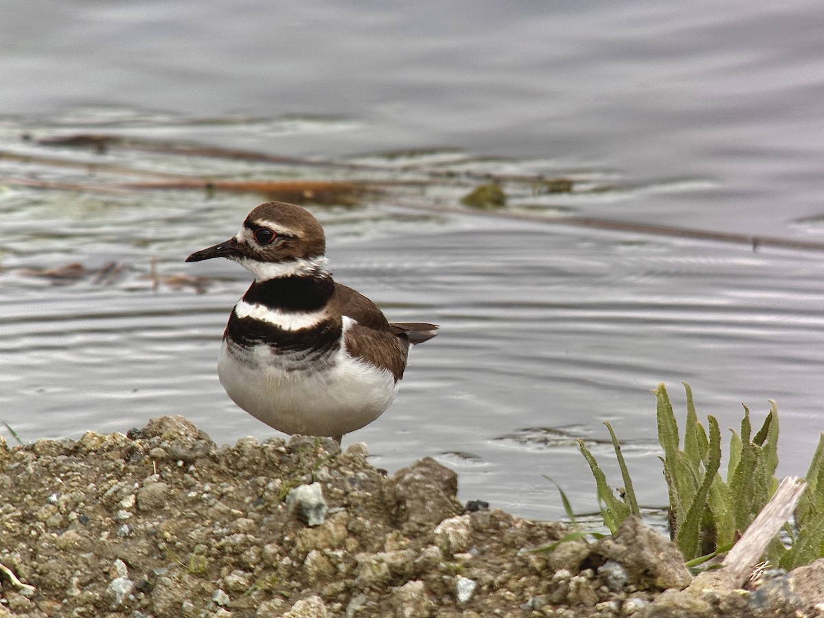 Killdeer - ML614629068