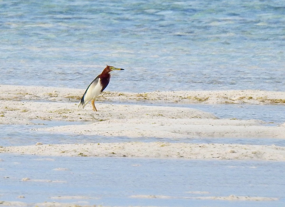 Chinese Pond-Heron - ML614629119