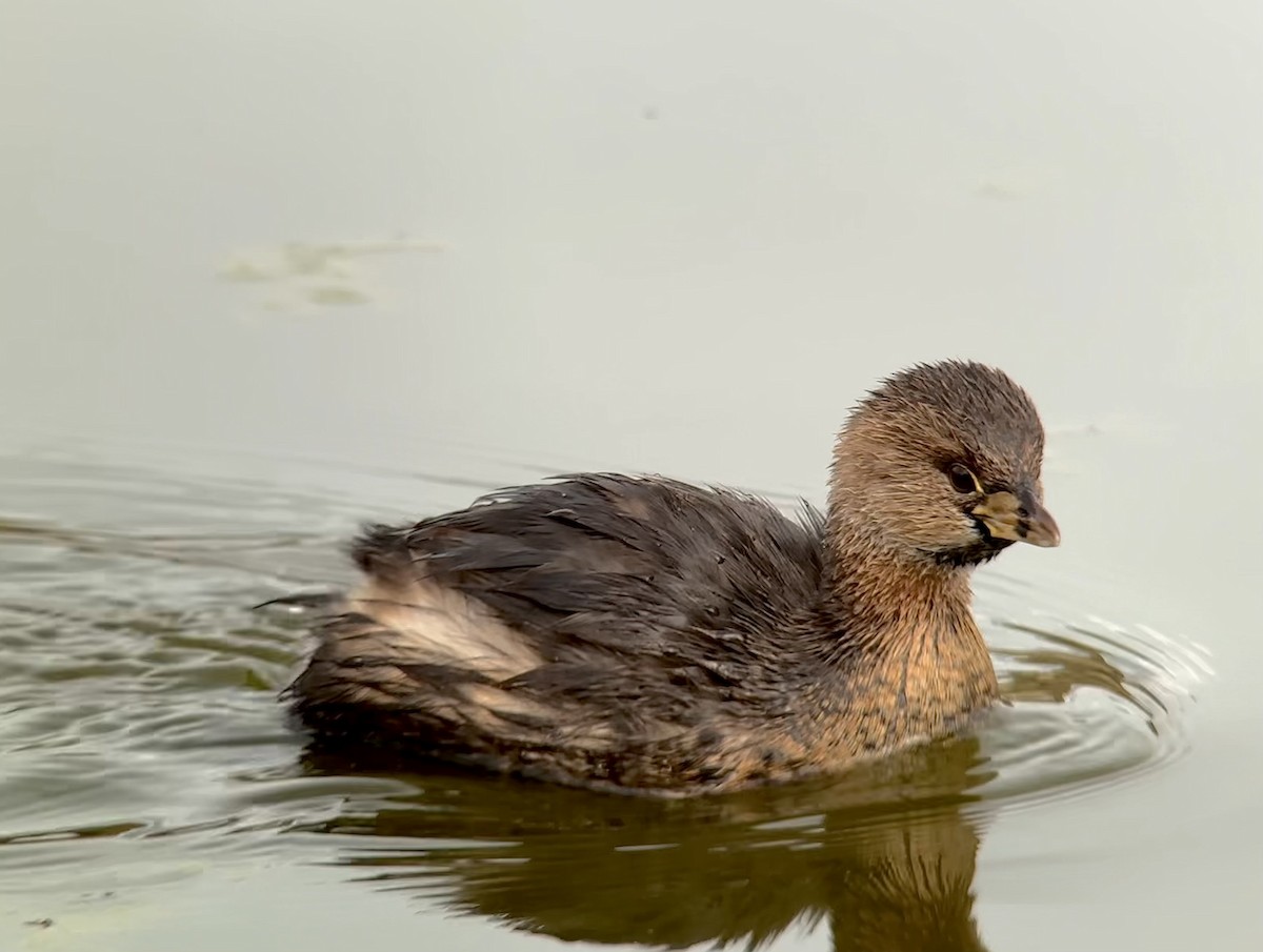 Pied-billed Grebe - ML614629124