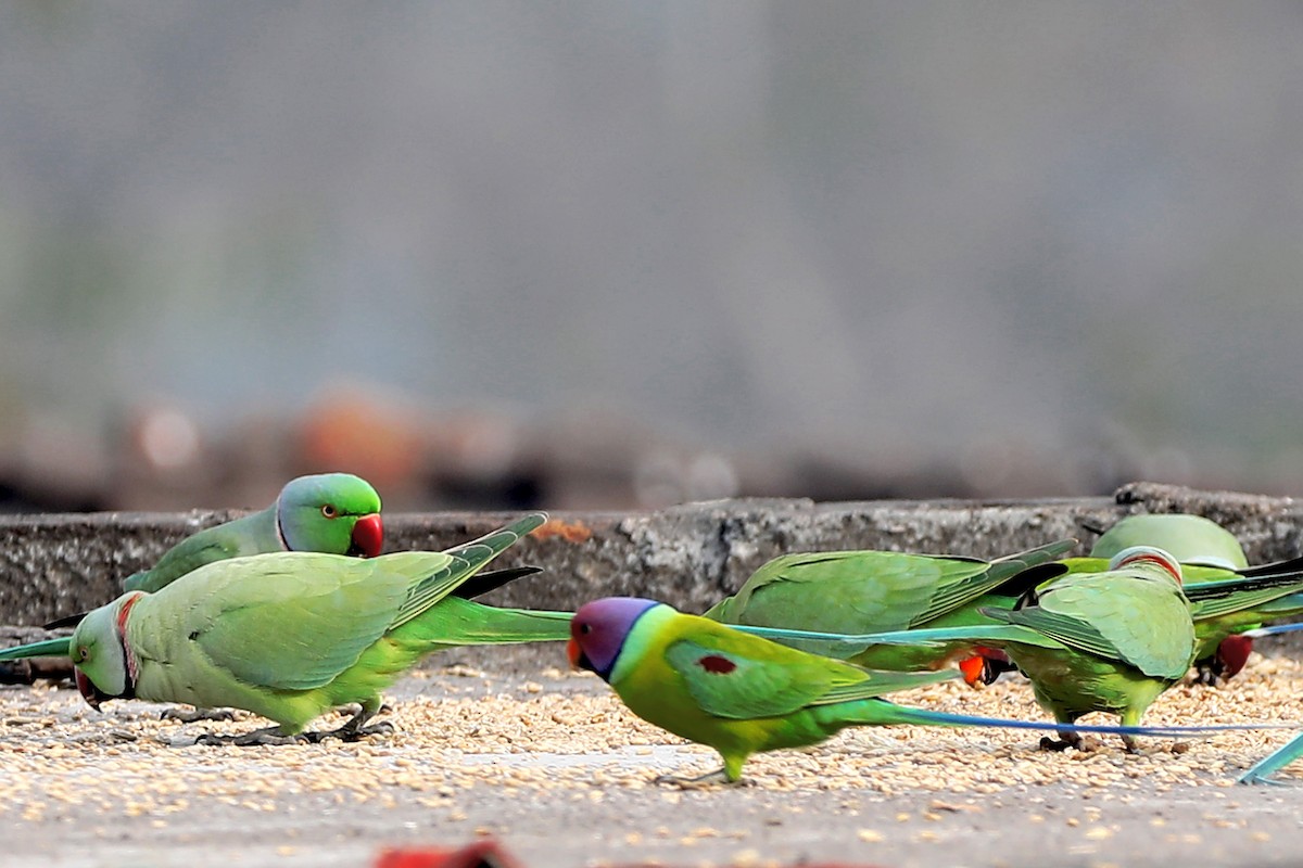 Plum-headed Parakeet - ML614629158