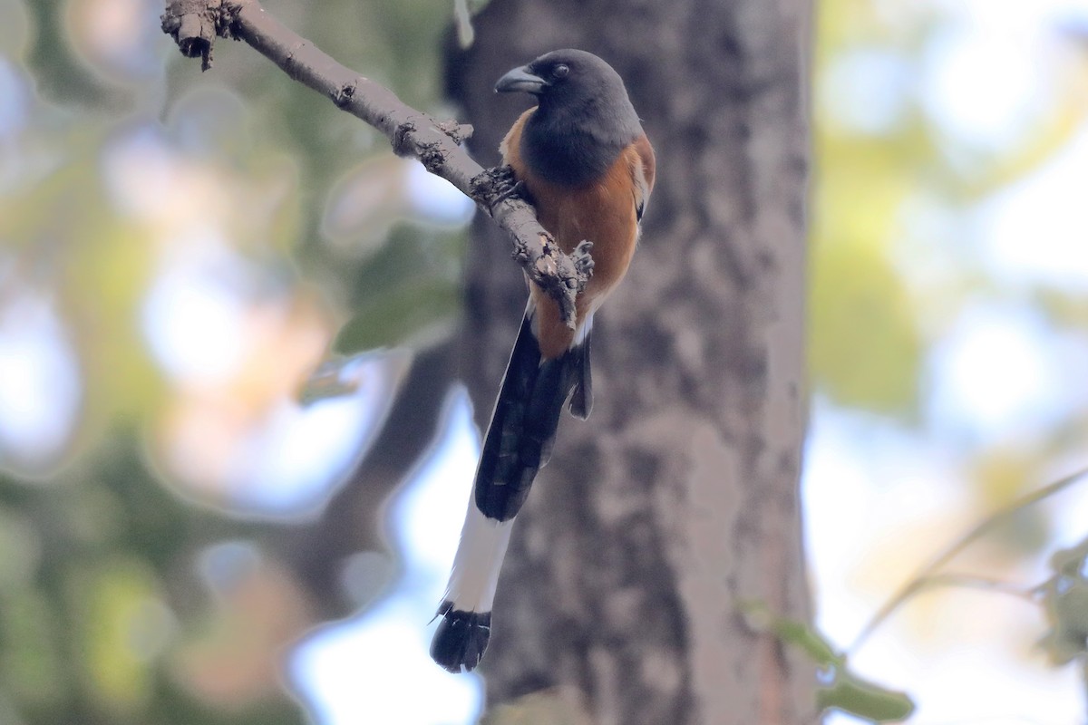 Rufous Treepie - ML614629172