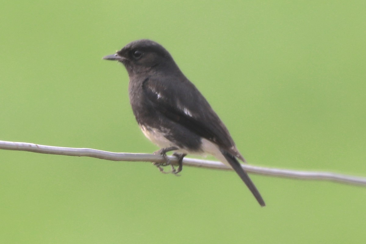 Pied Bushchat - ML614629173