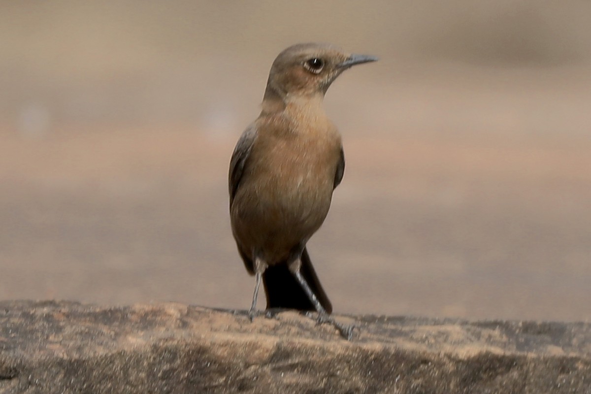 Brown Rock Chat - ML614629178