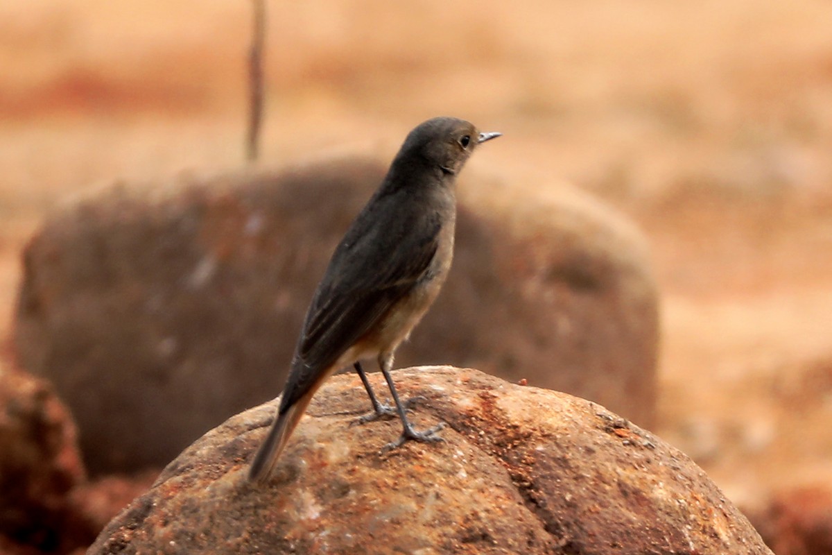 Brown Rock Chat - SUBHASH GHULE