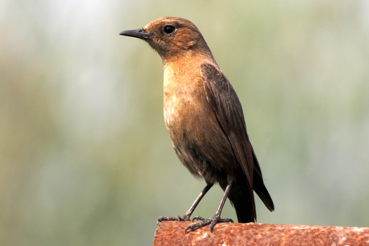 Brown Rock Chat - ML614629181