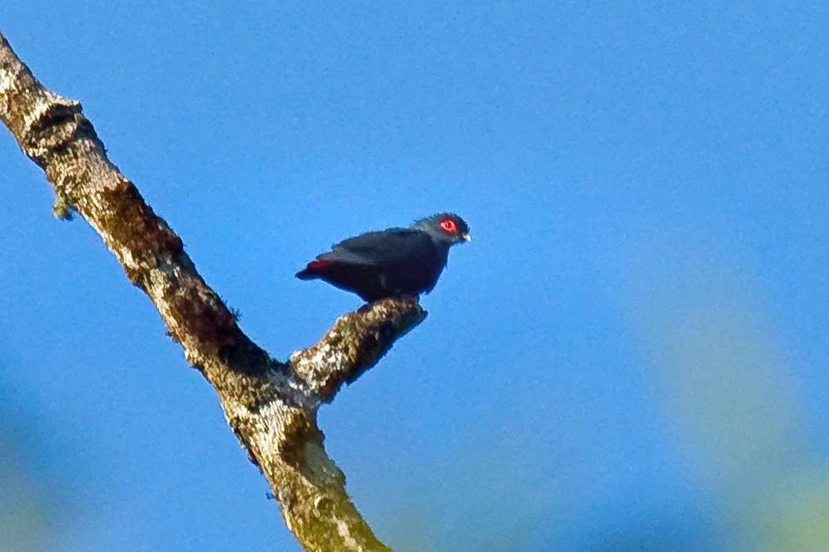 Madagascar Blue-Pigeon - Russell Scott