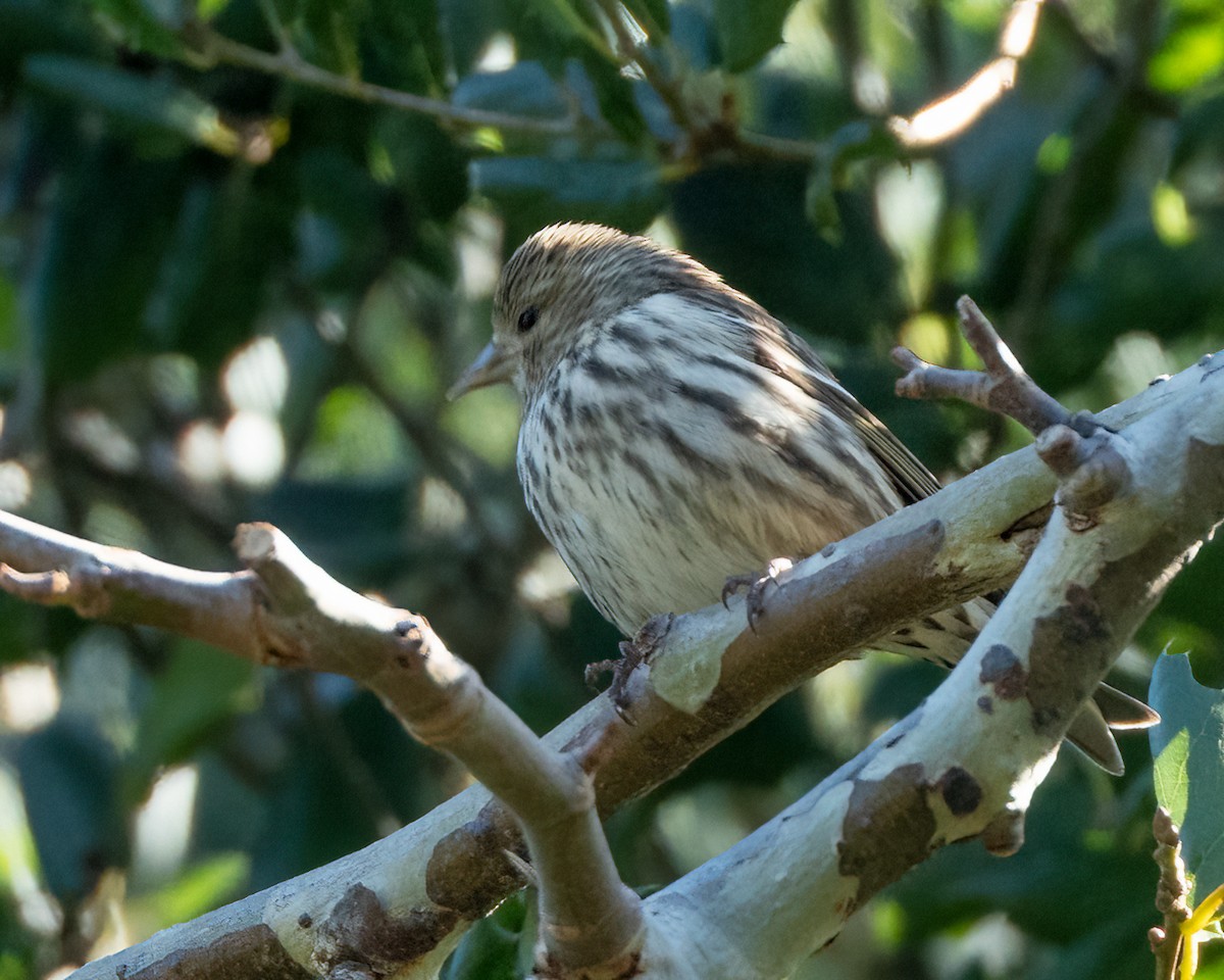 Pine Siskin - ML614629219