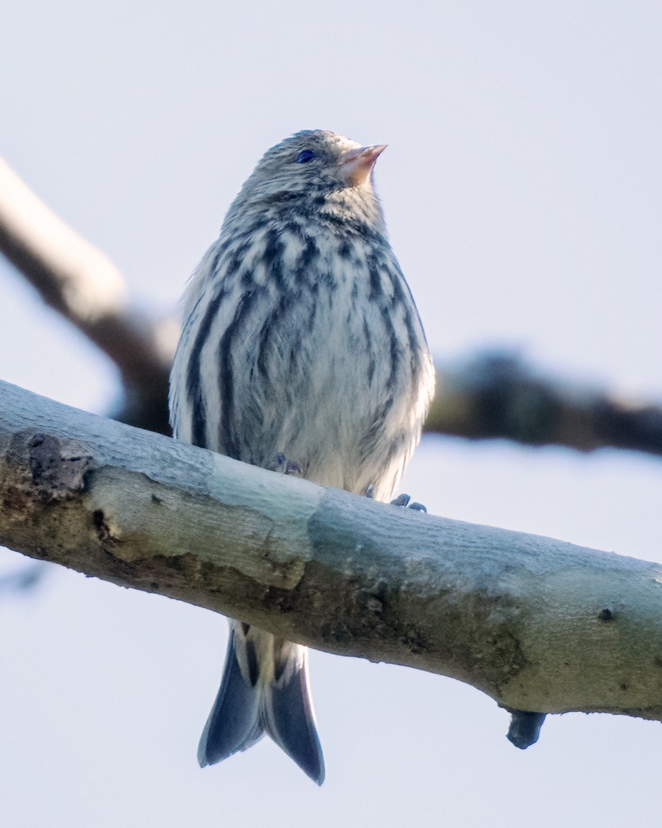 Pine Siskin - ML614629229