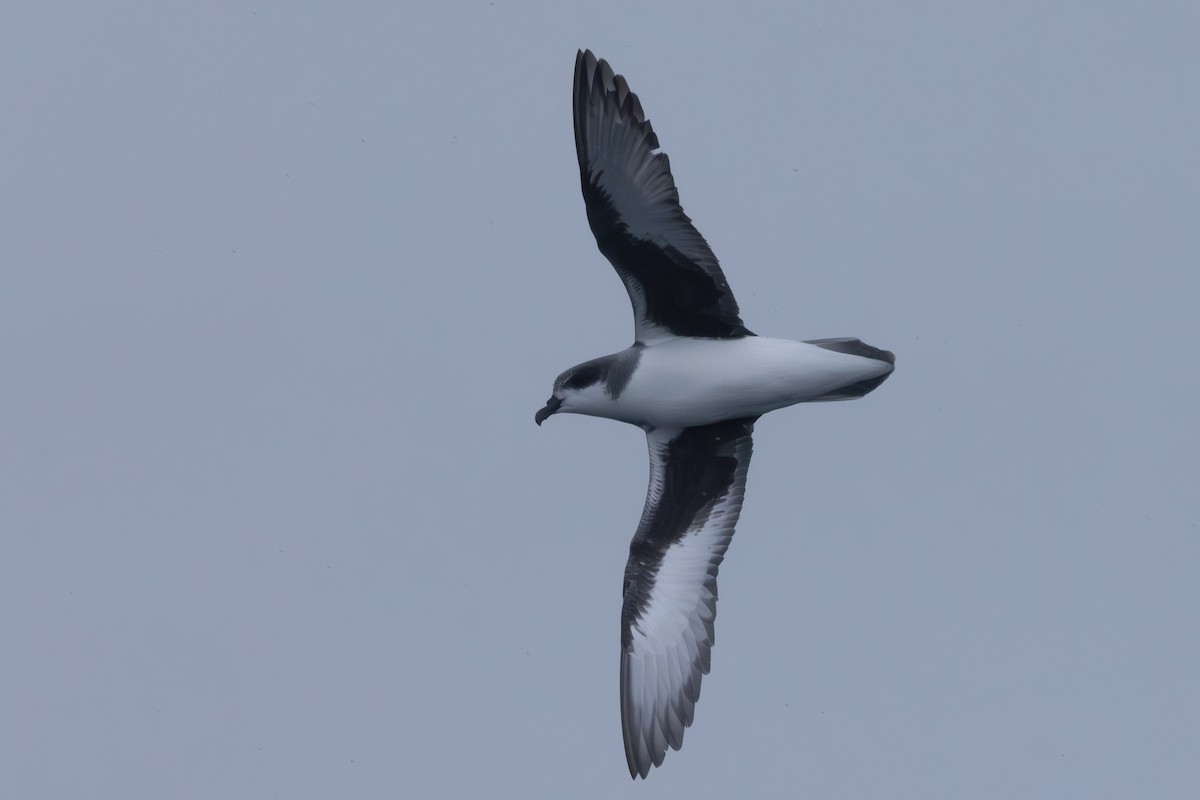 Chatham Petrel - ML614629291