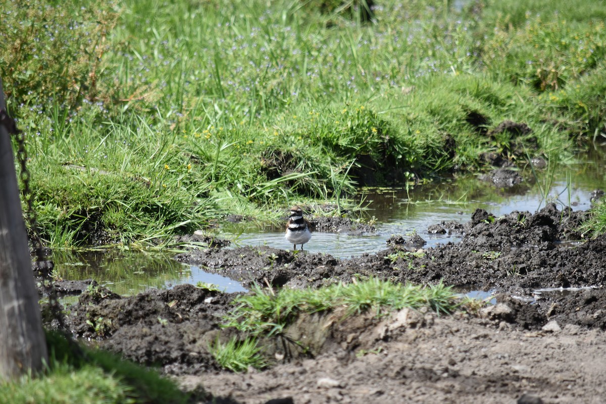 Killdeer - ML614629353
