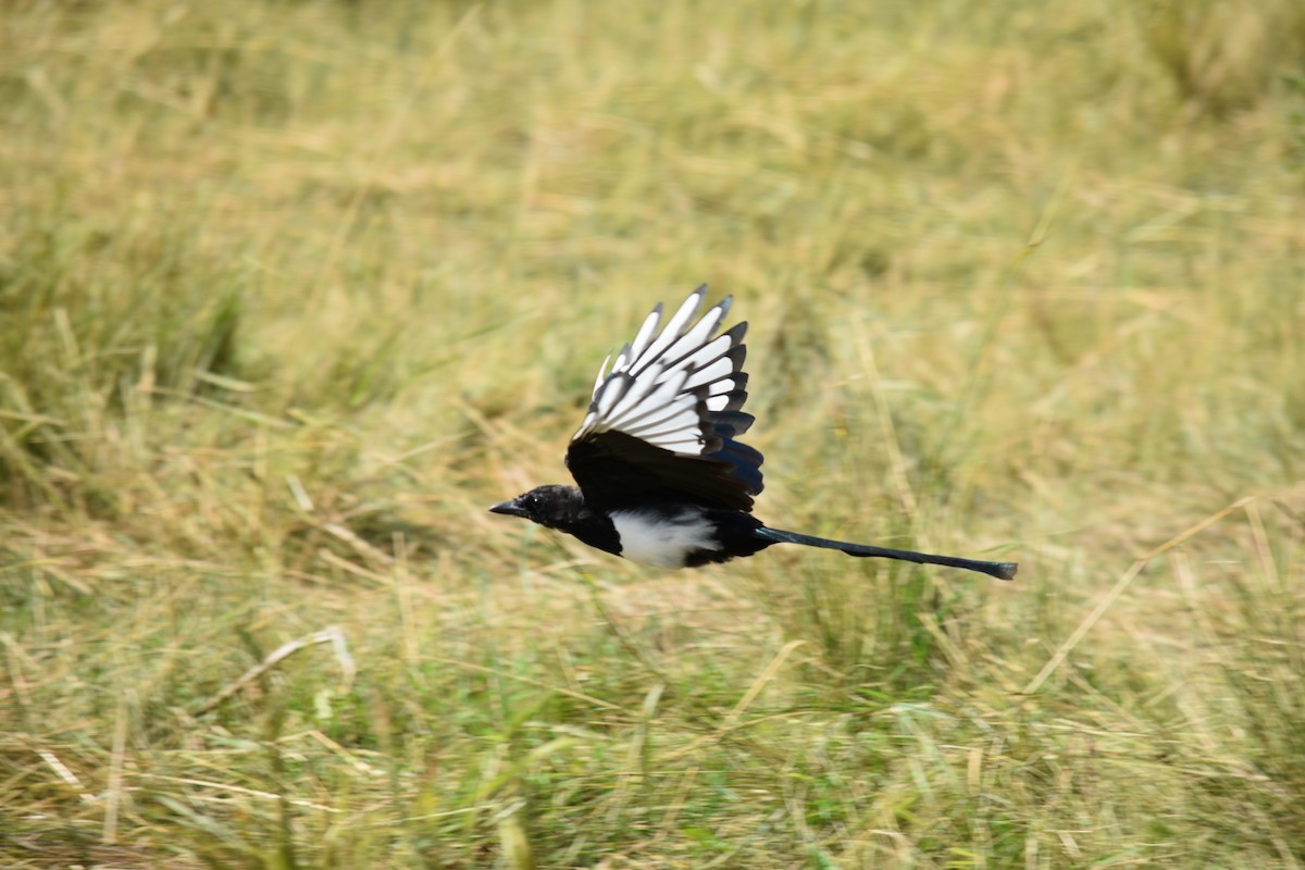 Black-billed Magpie - ML614629370