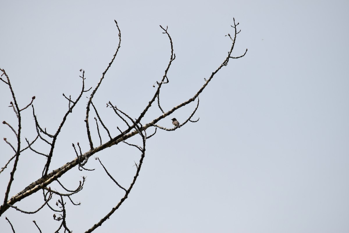 Western Wood-Pewee - ML614629386