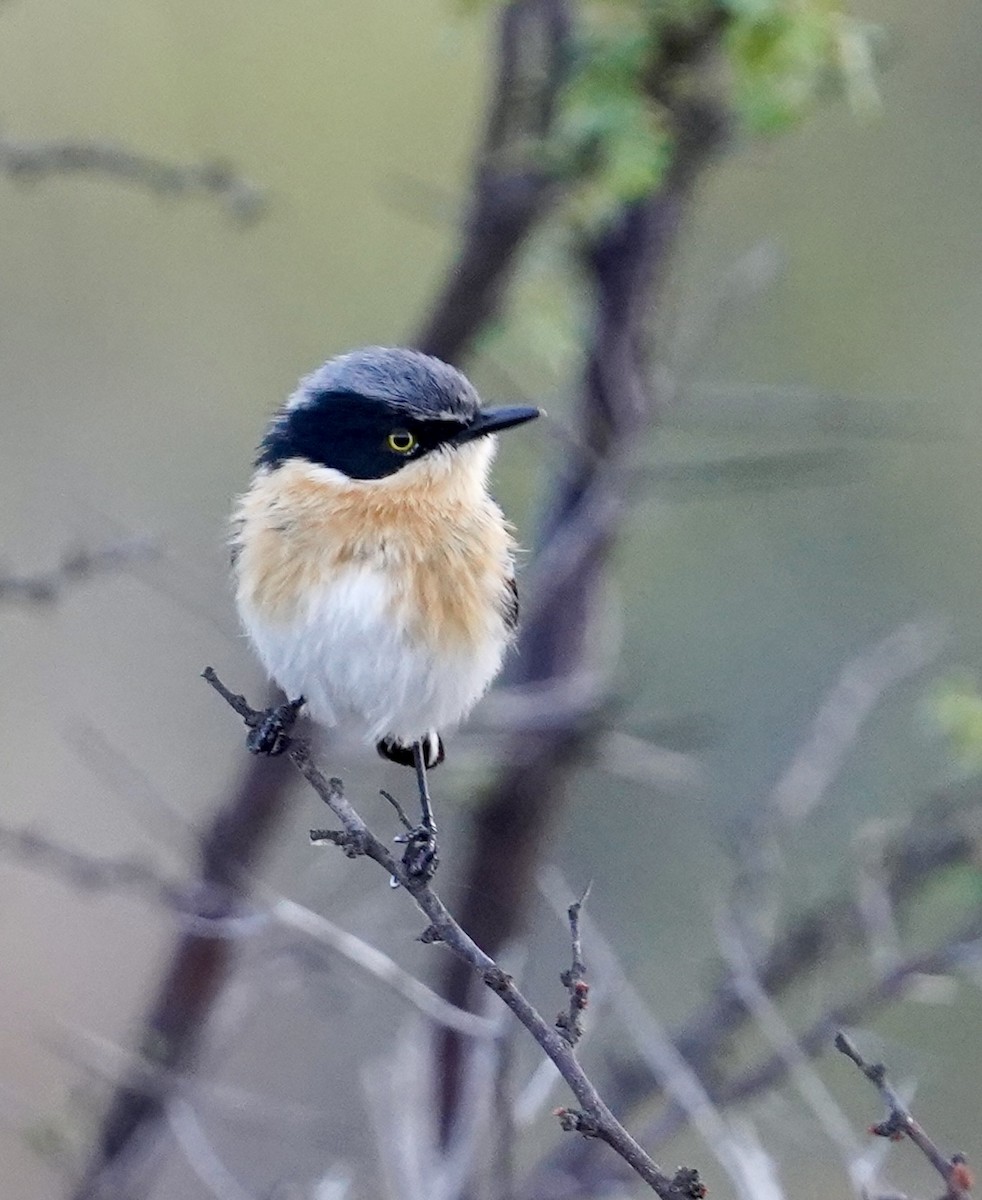 Pririt Batis - ML614629387