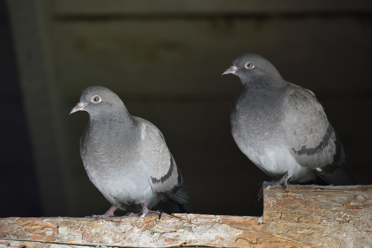 Rock Pigeon (Feral Pigeon) - ML614629402