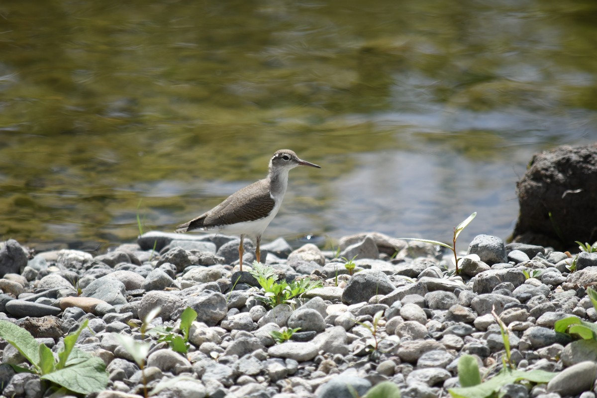 Spotted Sandpiper - ML614629407
