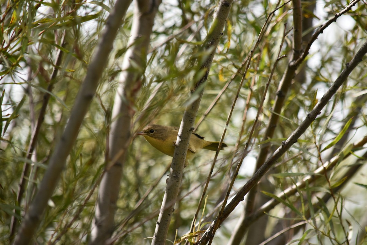 Common Yellowthroat - ML614629413