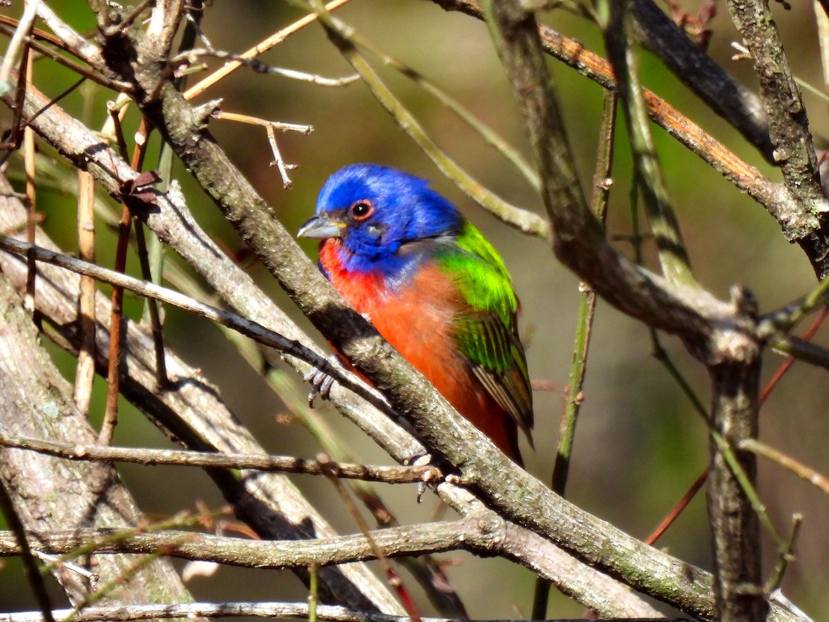 Painted Bunting - Fred Fahmy