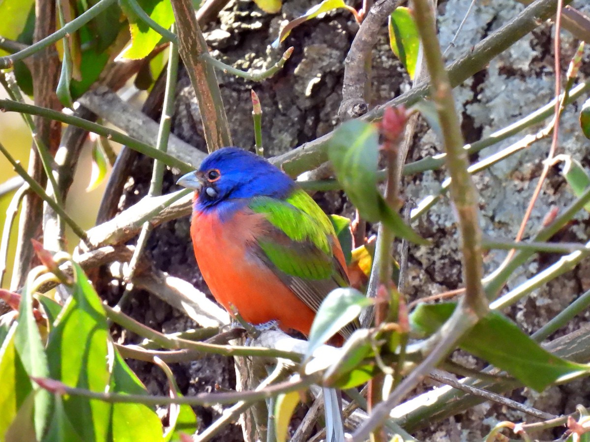 Painted Bunting - Fred Fahmy