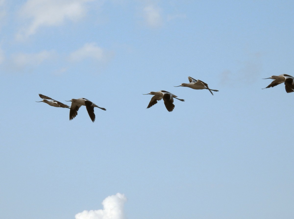 Avoceta Americana - ML614629489