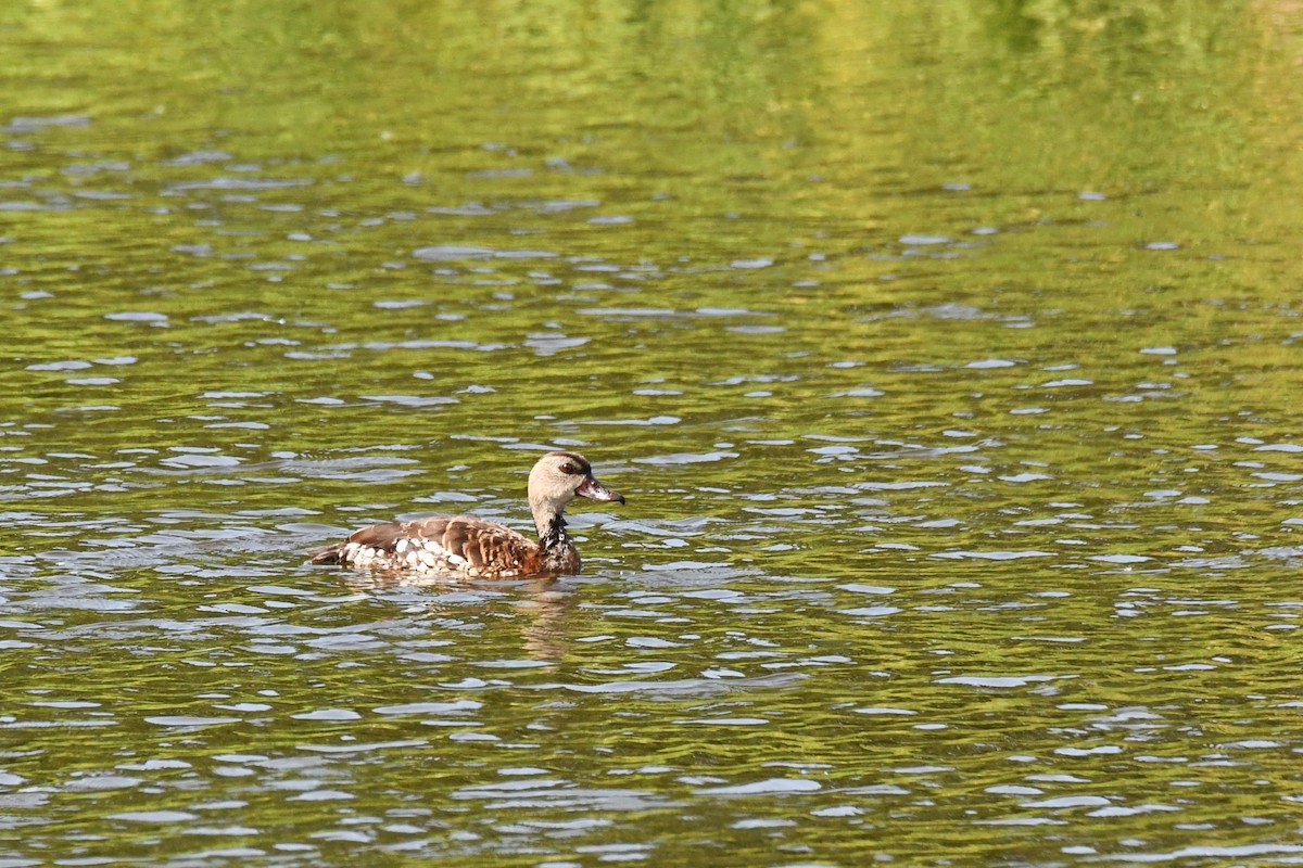 Spotted Whistling-Duck - ML614629500
