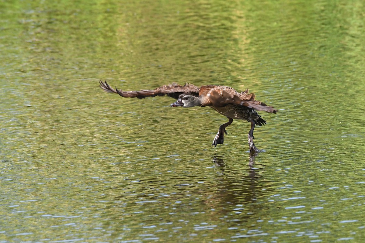 Spotted Whistling-Duck - ML614629502