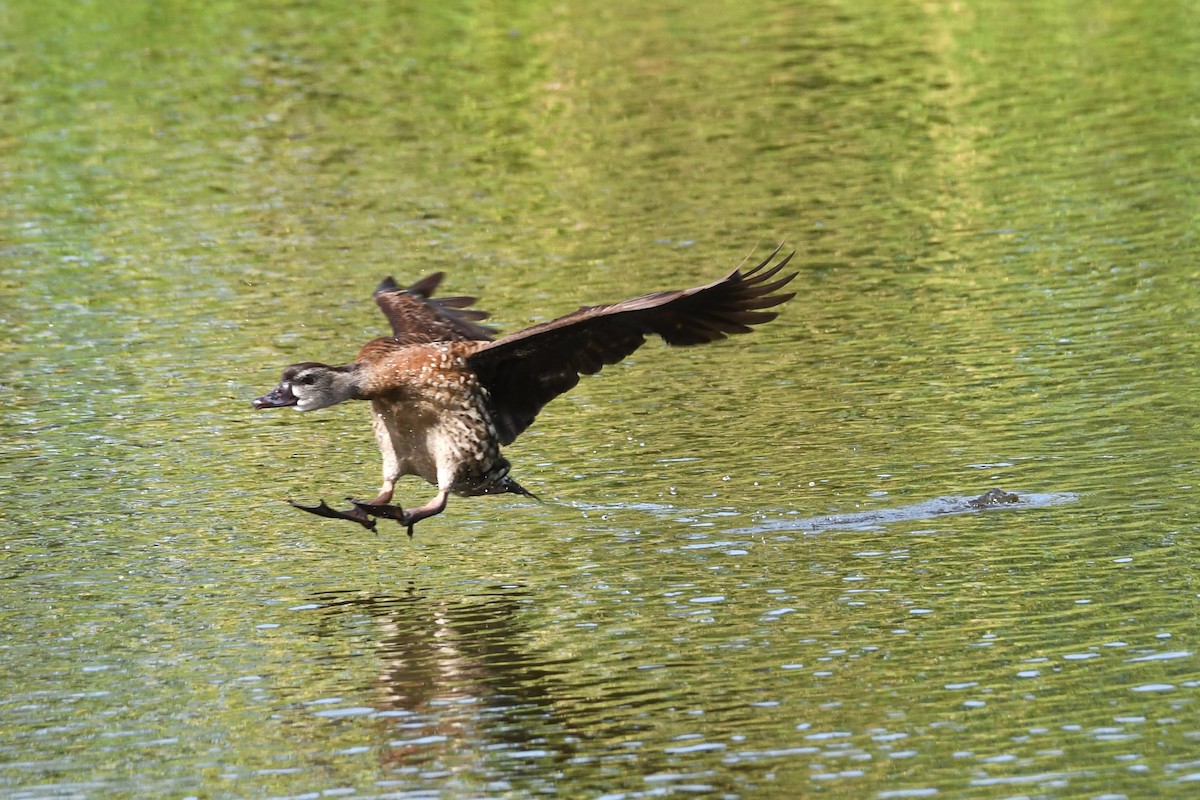 Spotted Whistling-Duck - ML614629503