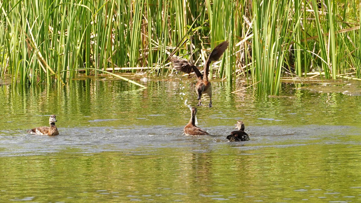 Spotted Whistling-Duck - ML614629505