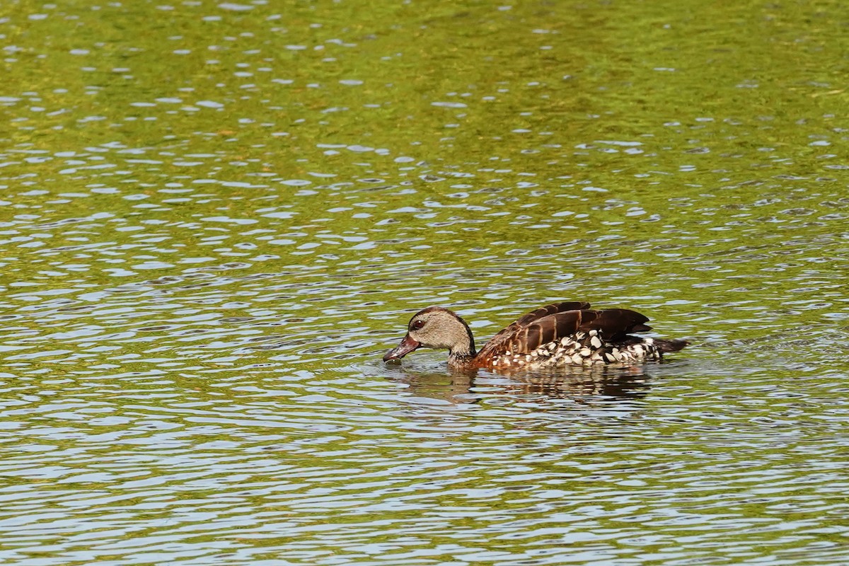 Spotted Whistling-Duck - ML614629508