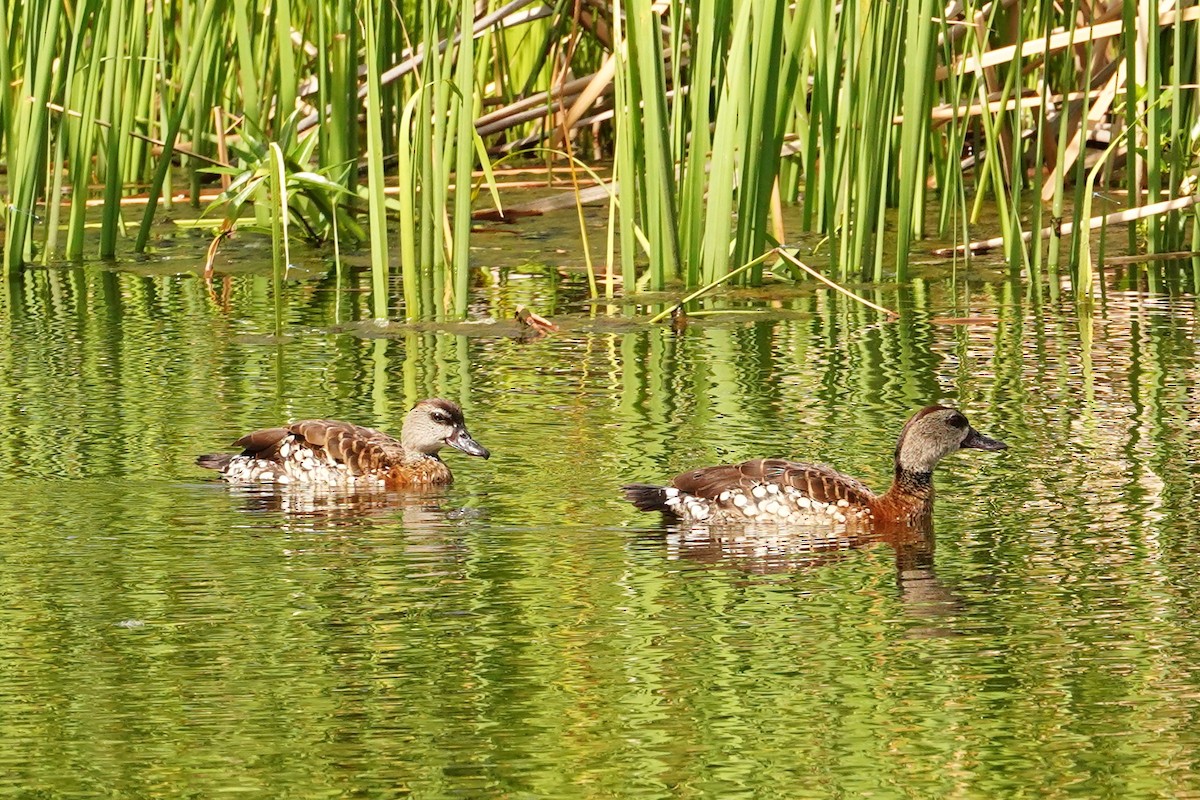 Spotted Whistling-Duck - Trevor Ross