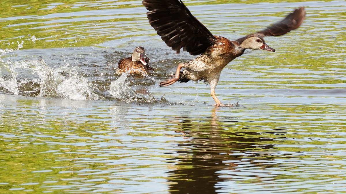 Spotted Whistling-Duck - ML614629510