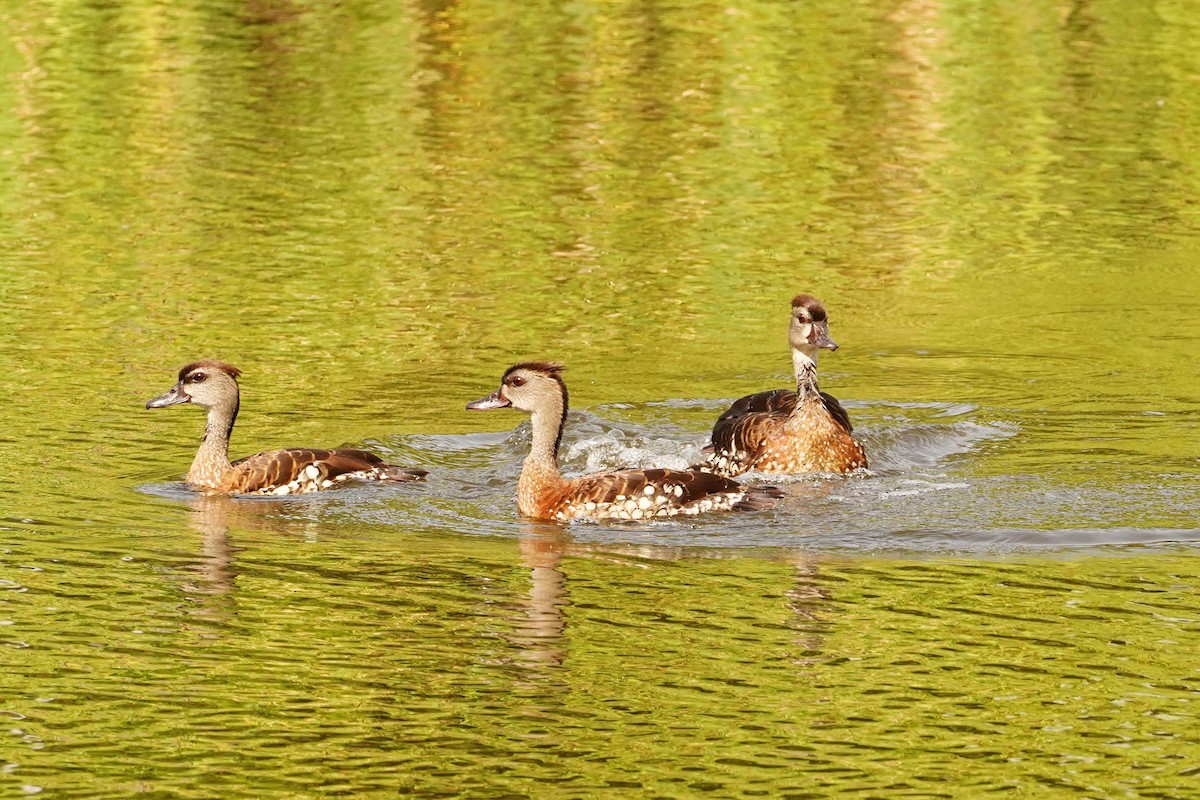 Spotted Whistling-Duck - ML614629511