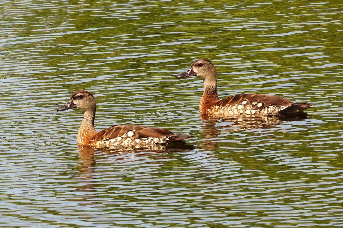 Spotted Whistling-Duck - Trevor Ross