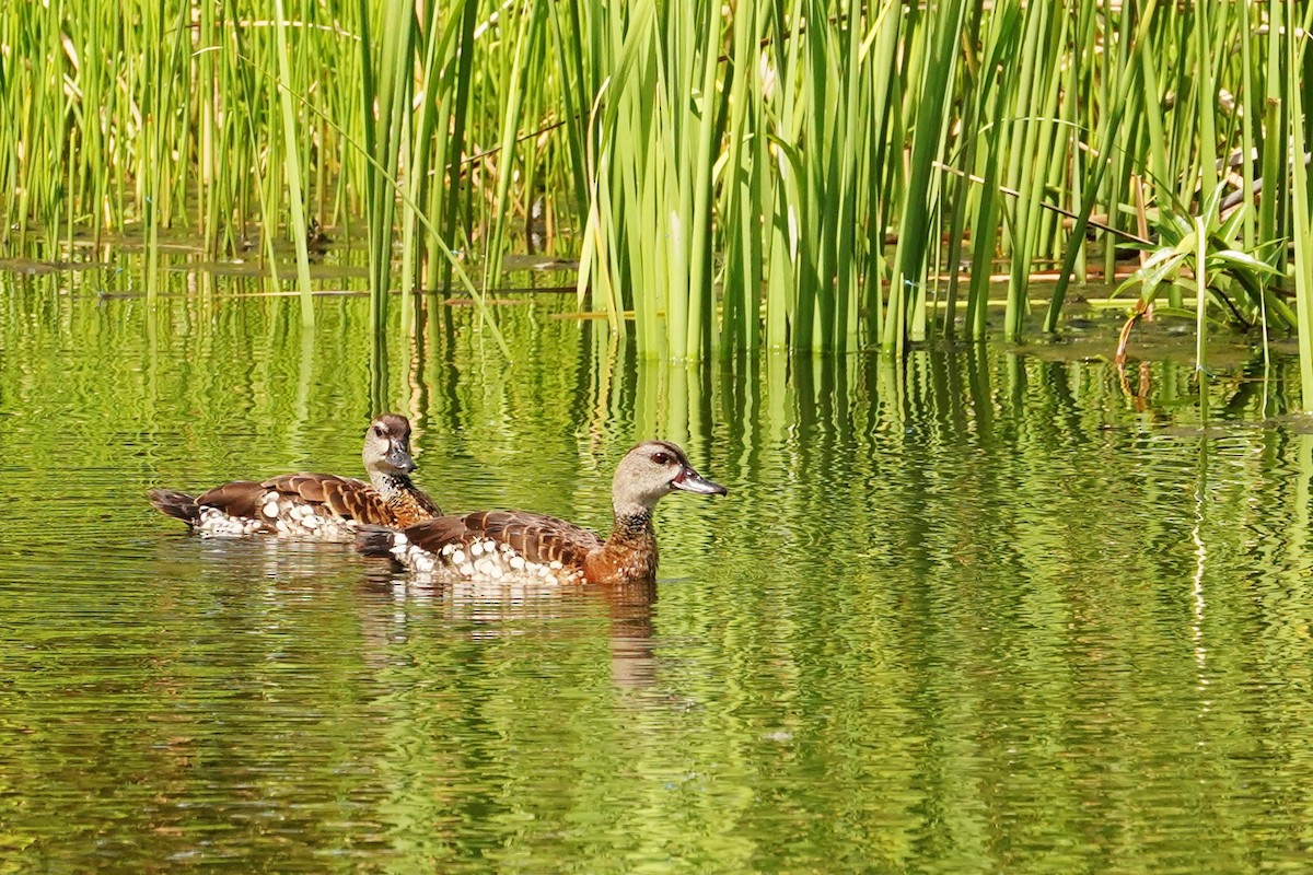 Spotted Whistling-Duck - ML614629513