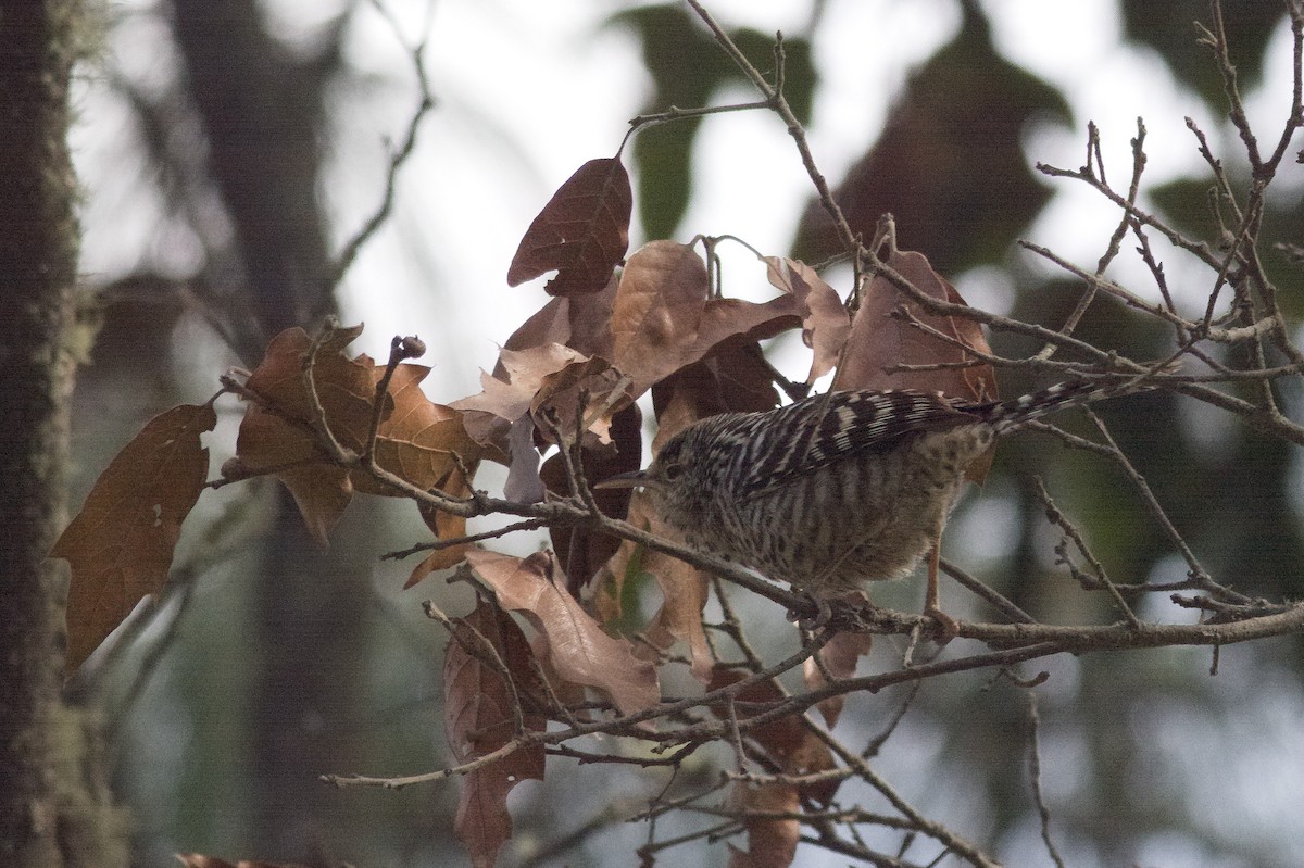 Gray-barred Wren - ML614629552