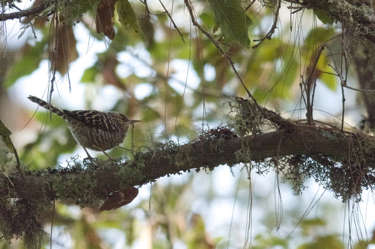 Gray-barred Wren - ML614629555