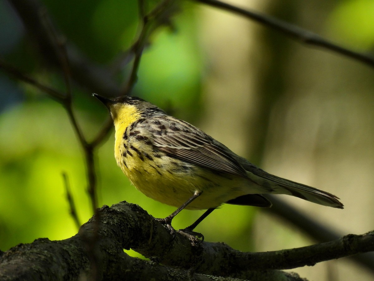 Kirtland's Warbler - ML614629564