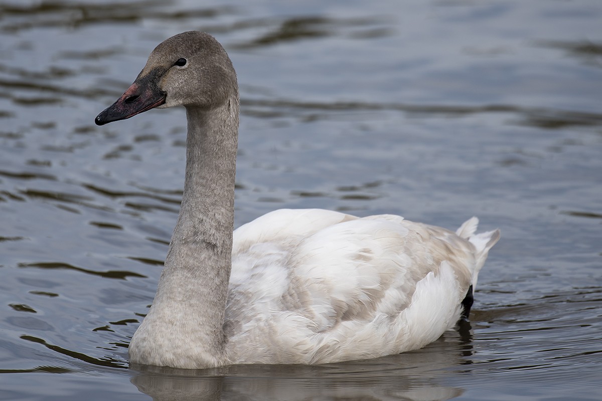 Tundra Swan - ML614629573