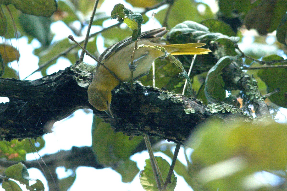 Bullock's Oriole - ML614629575