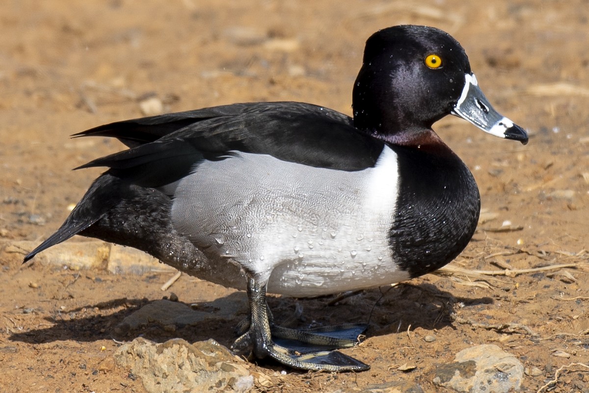 Ring-necked Duck - ML614629579