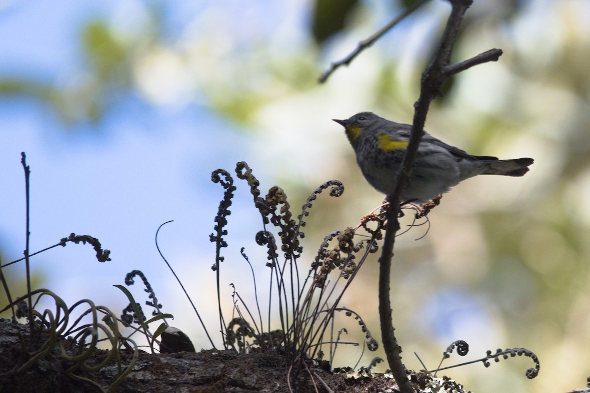 Yellow-rumped Warbler - ML614629590