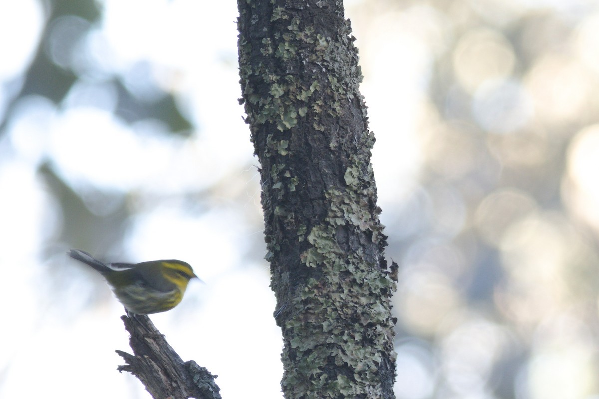 Townsend's Warbler - Simon Valdez-Juarez