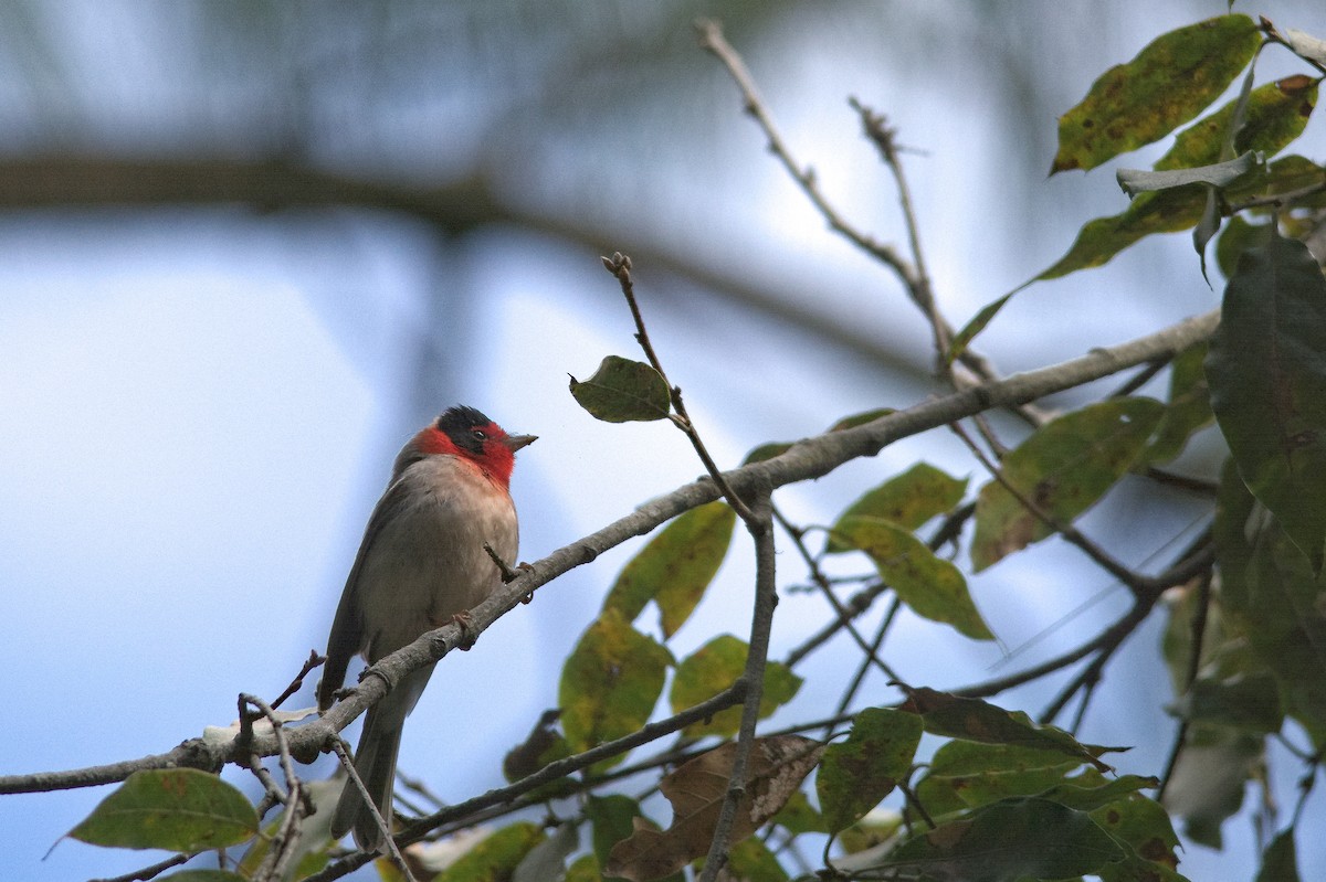 Red-faced Warbler - ML614629617