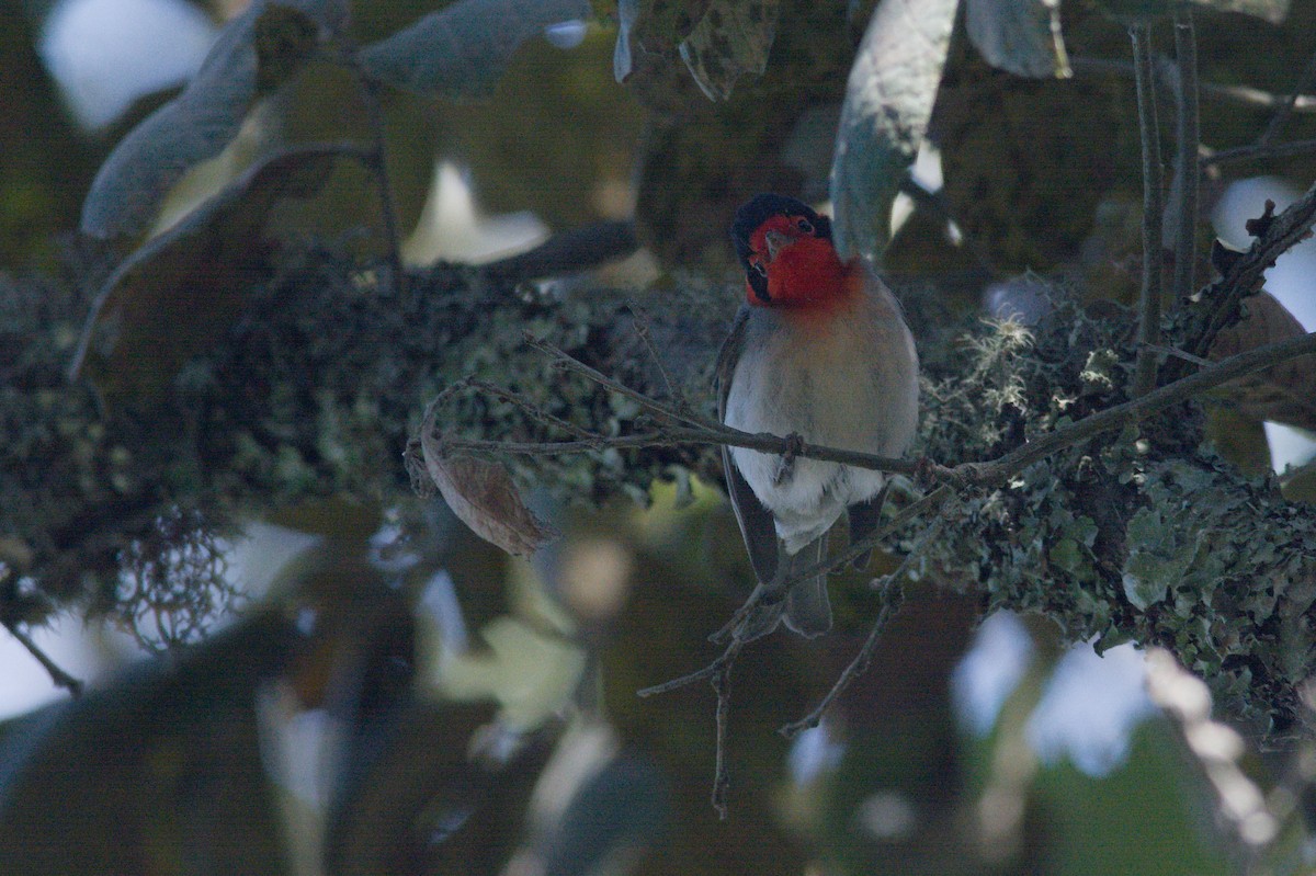 Red-faced Warbler - ML614629618