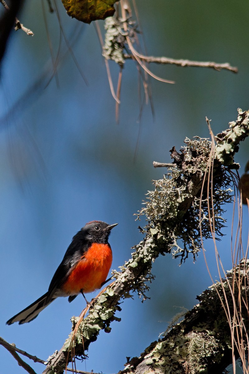 Slate-throated Redstart - ML614629628