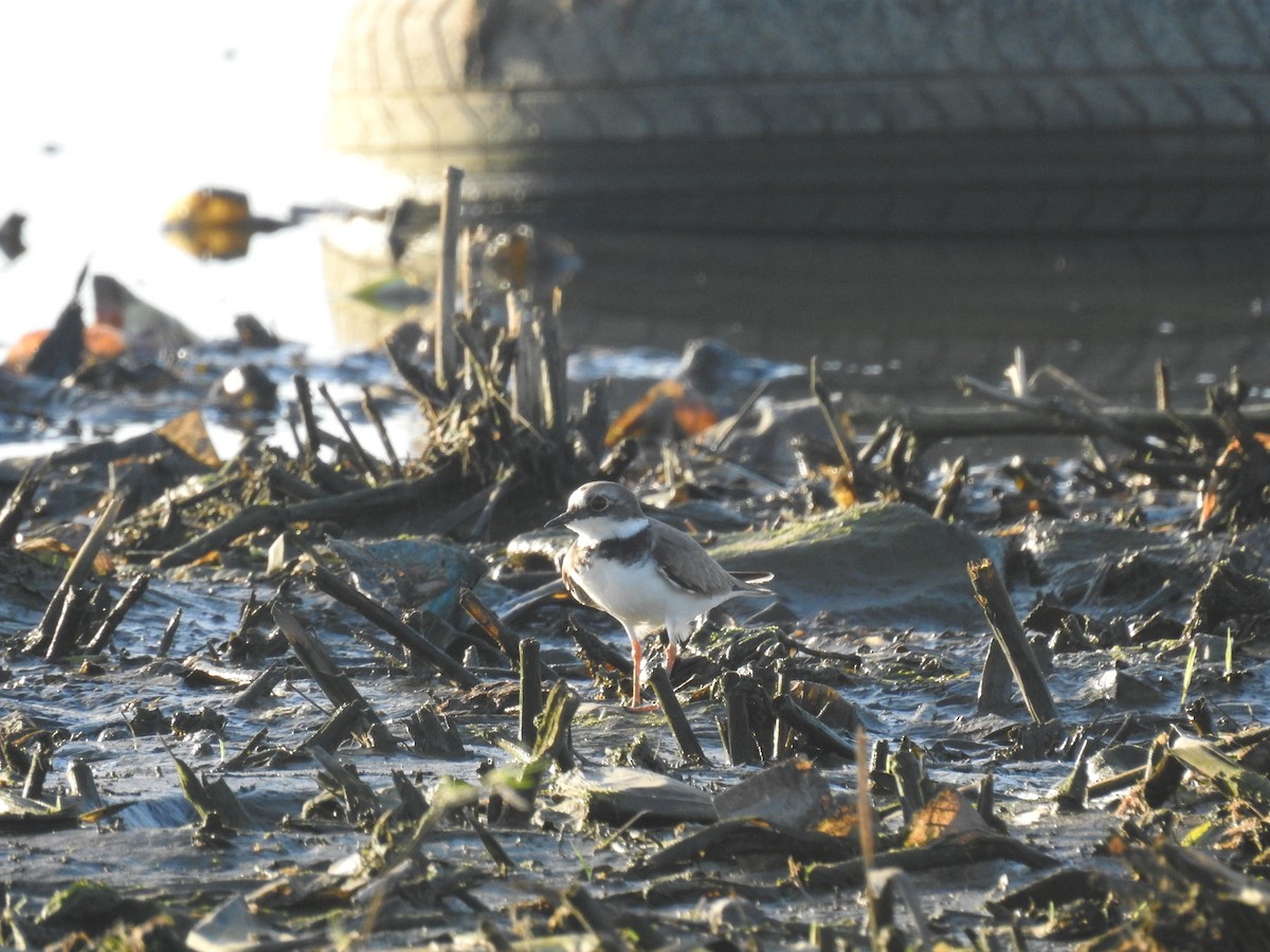 Little Ringed Plover - ML614629632