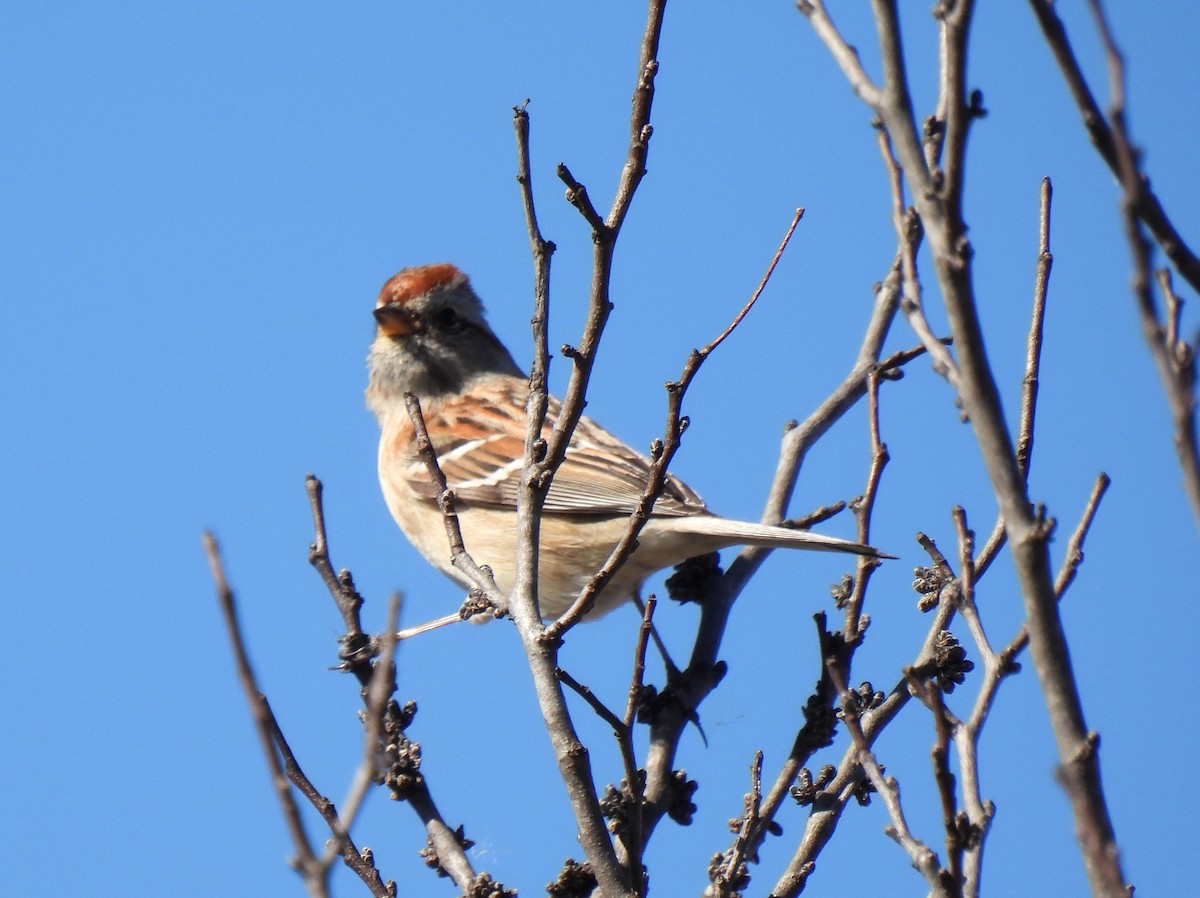 American Tree Sparrow - ML614629654