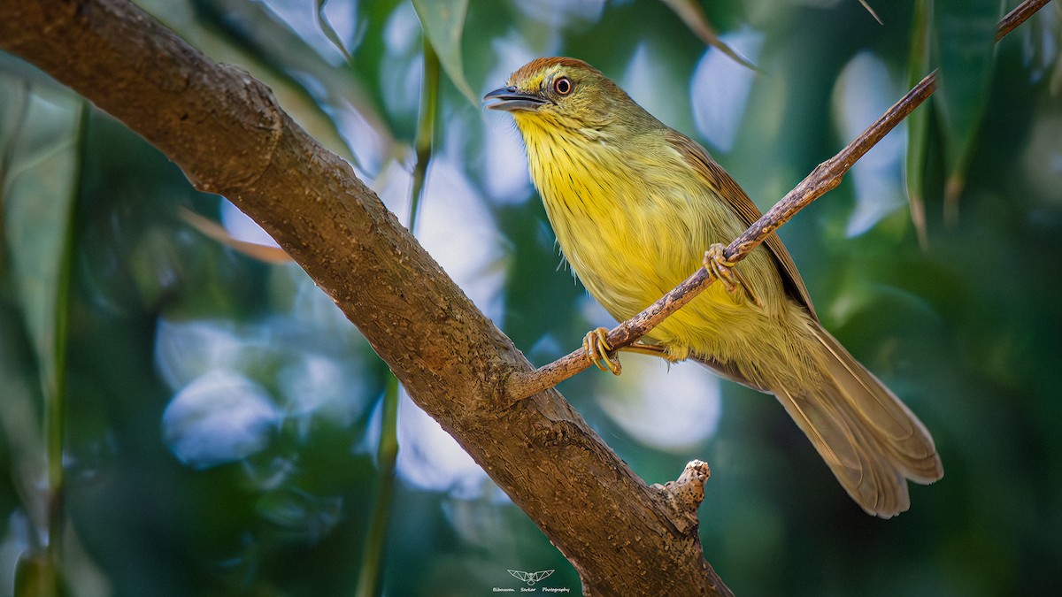 Pin-striped Tit-Babbler - ML614629667