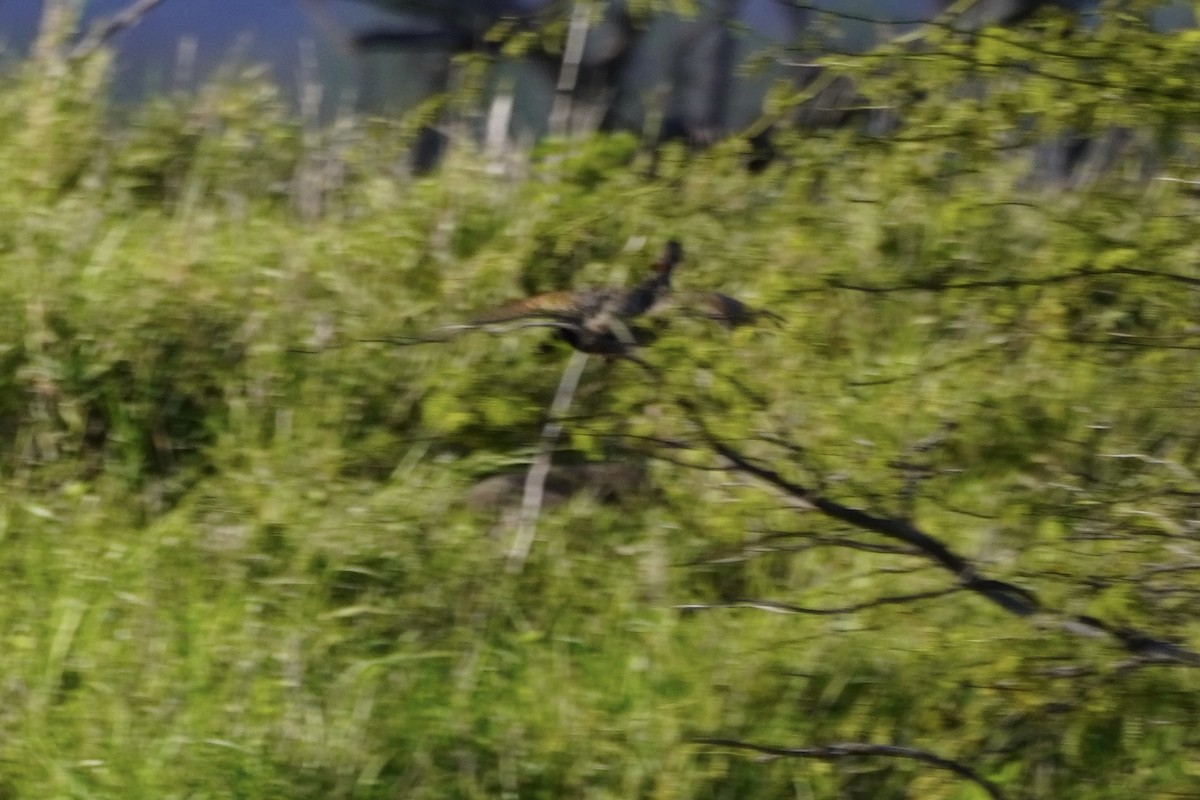 Black Francolin - Greg Hertler